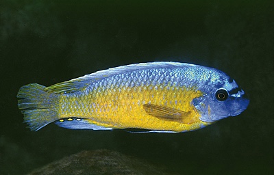 Labeotropheus fuelleborni 'Katale Island'